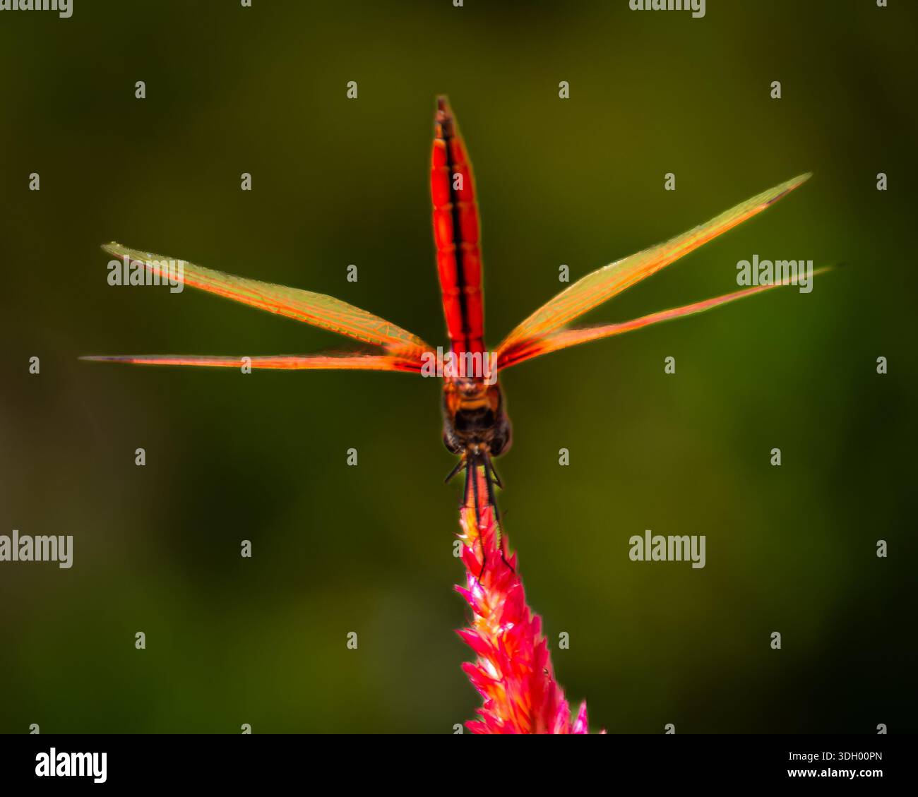 Un bellissimo, vibrante e simmetrico fiore rosa con una libellula praticamente in piedi - verticalmente, nel parco centrale di Hong Kong. Foto Stock