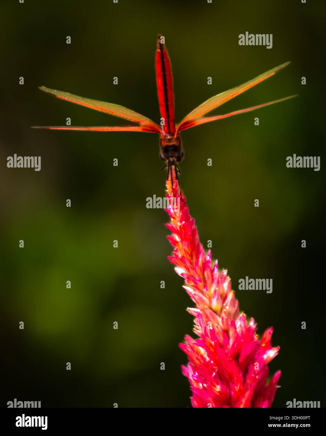 Un bellissimo, vibrante e simmetrico fiore rosa con una libellula praticamente in piedi - verticalmente, nel parco centrale di Hong Kong. Foto Stock