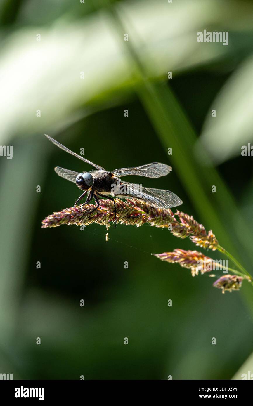 Una libellula arroccata sull'erba al sole di sumer Foto Stock