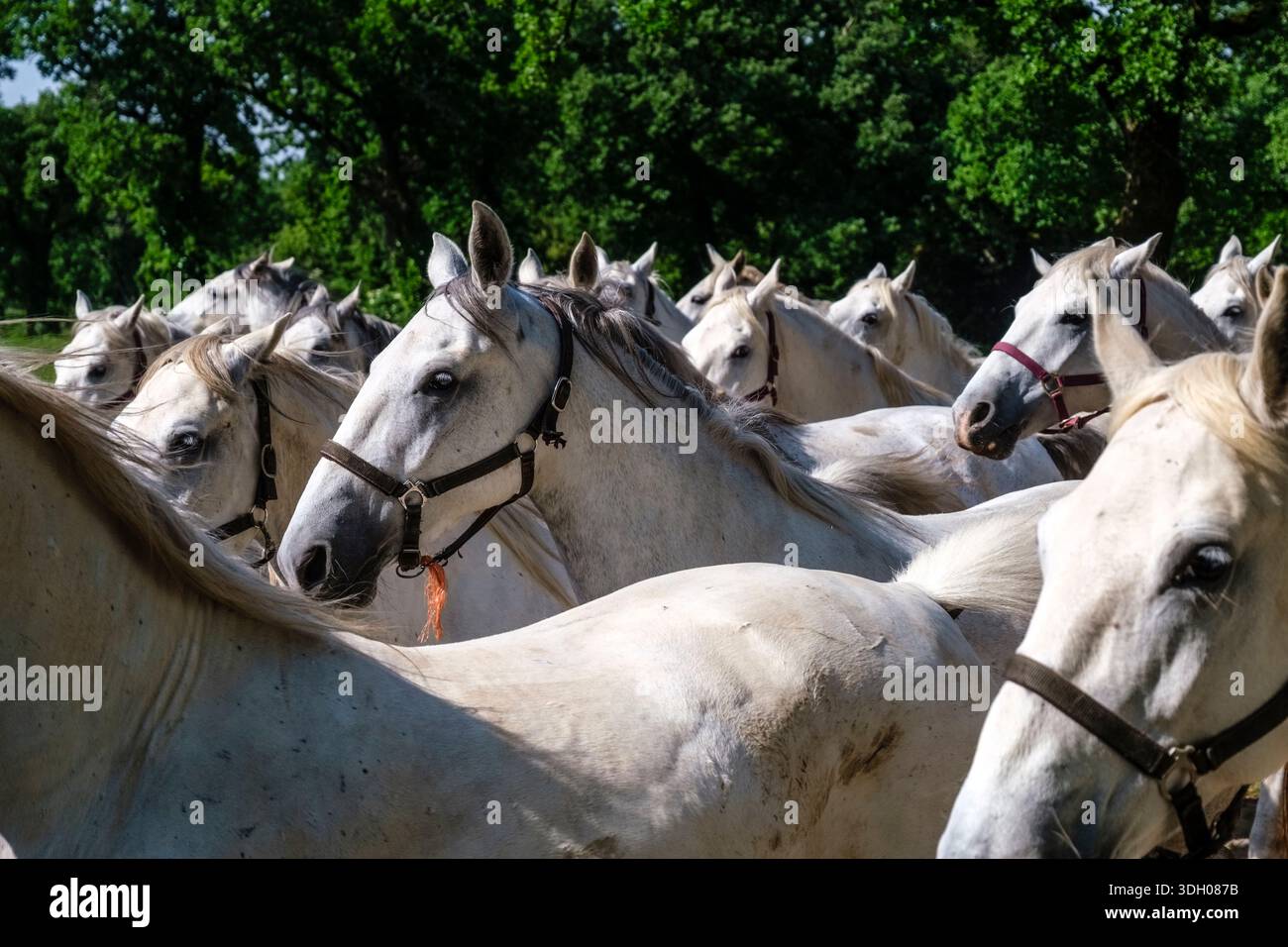 Un gruppo di cavalli Lipizzaner bianchi alla Lipizzaneria, con fogliame verde in lontananza. Foto Stock
