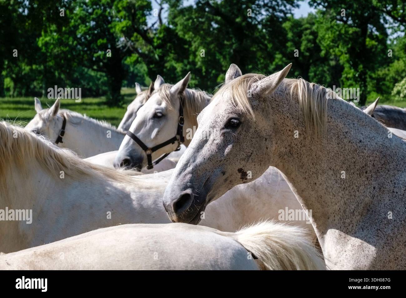 Primo piano di diversi cavalli bianchi Lipizzaner presso la Lipizzaner Stud Farm, con una foresta verde in lontananza. Foto Stock