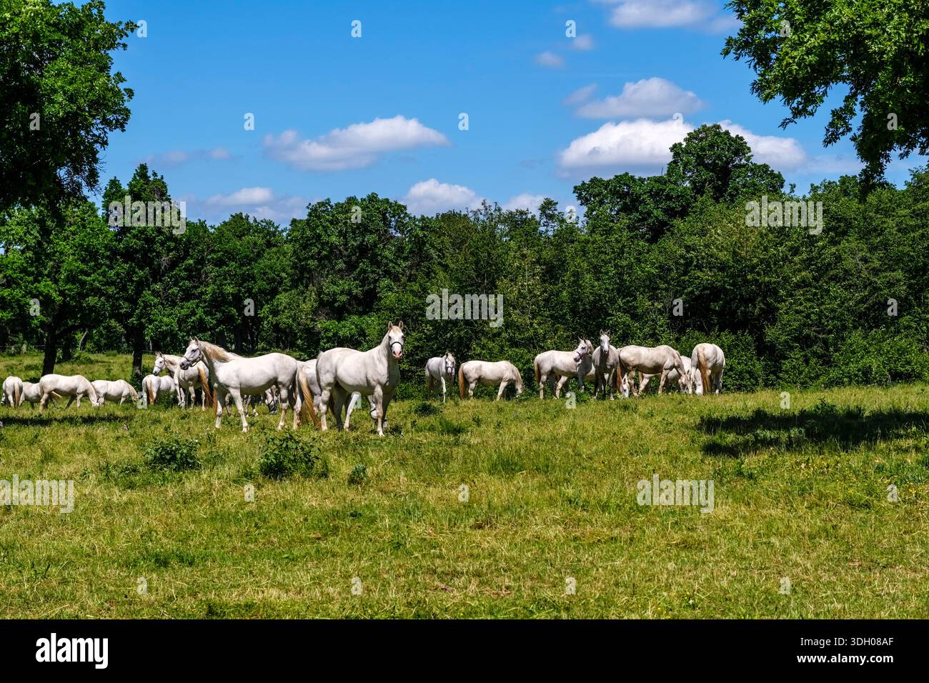 Cavalli bianchi Lipizzaner che pascolano su un pascolo verde presso la Lipica Stud Farm, con una foresta e un cielo blu in lontananza. Foto Stock