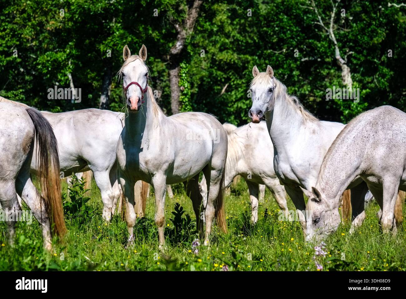 Cavalli bianchi Lipizzaner che pascolano in un prato soleggiato alla Lipica Stud Farm, con fitti alberi in lontananza. Foto Stock