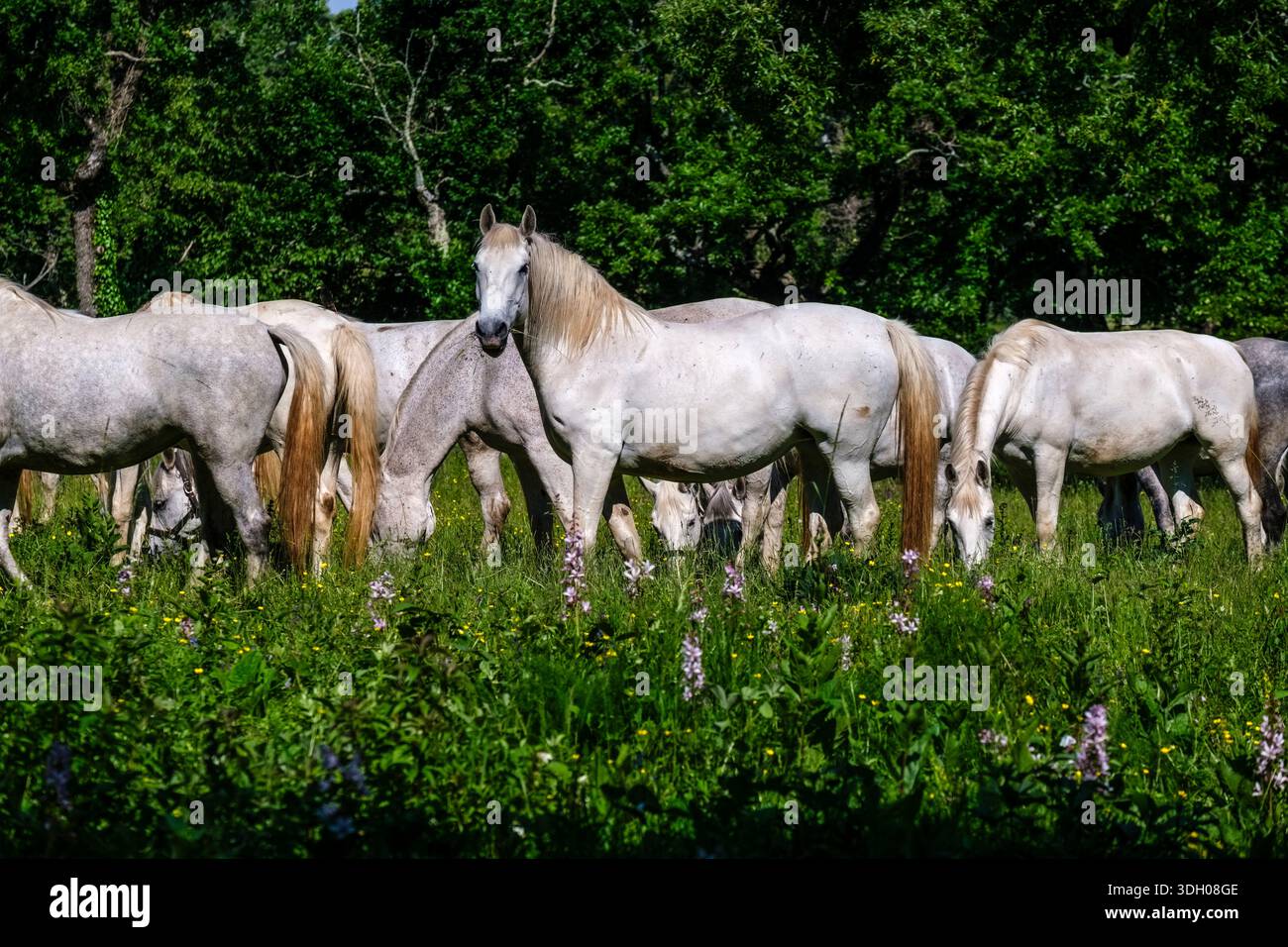 Cavalli bianchi Lipizzaner che pascolano in un prato soleggiato alla Lipica Stud Farm, con fitti alberi in lontananza. Foto Stock