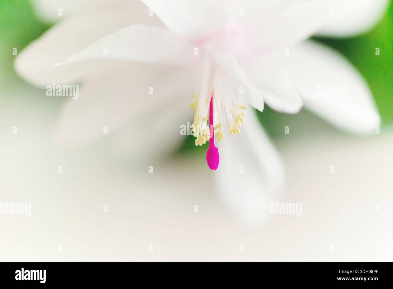 Primo piano estremo di pistole rosa e gialle all'interno di un fiore bianco Foto Stock