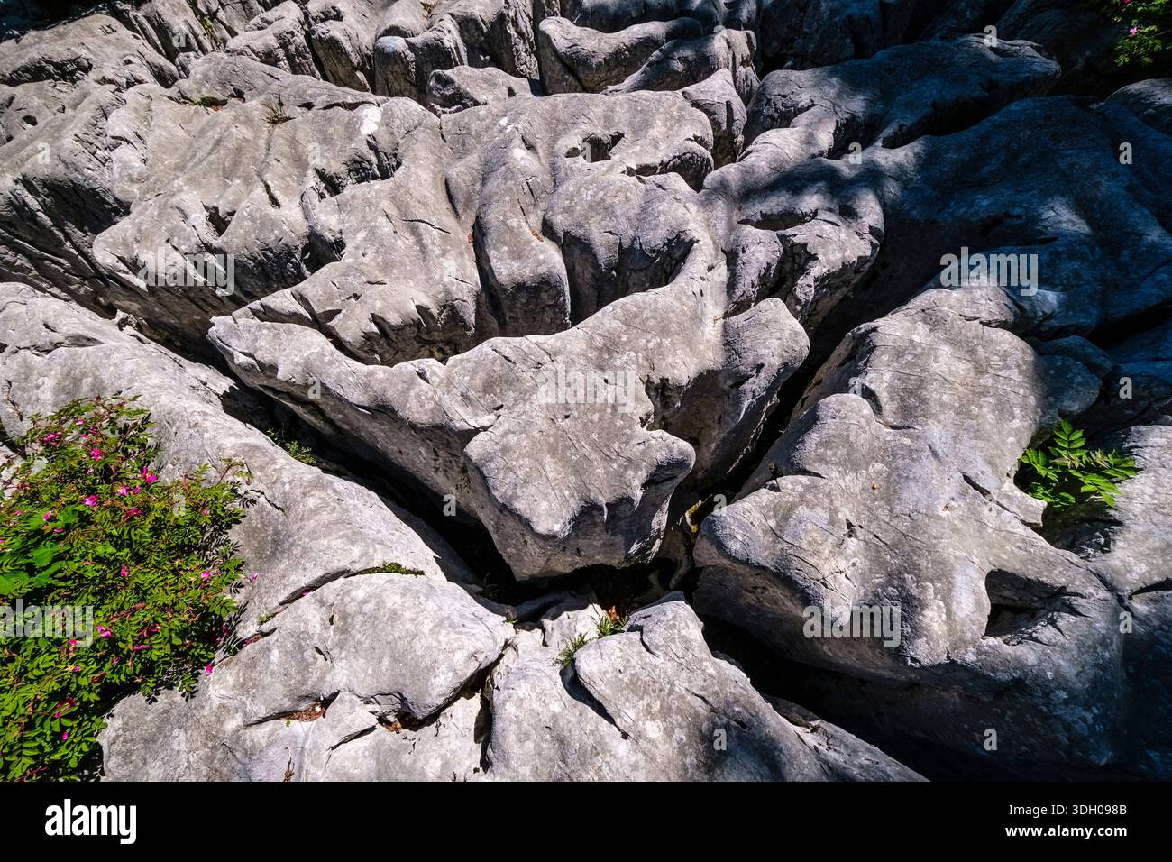 Primo piano di una roccia calcarea piatta nel monumento naturale di Kolk con profonde fessure, superfici rocciose intemprate e piccole piante verdi. Foto Stock