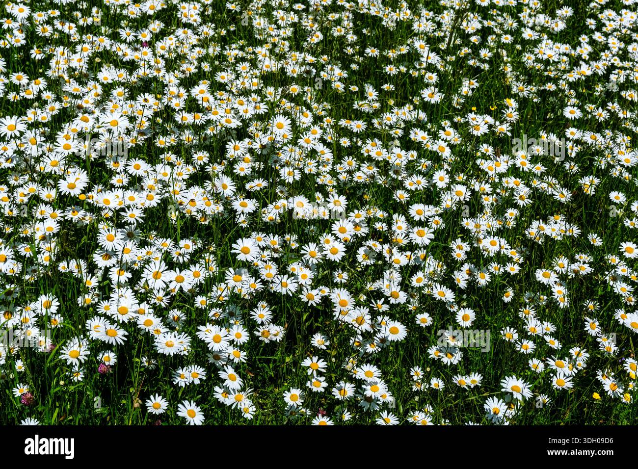 Vista a tutto campo di un lussureggiante prato verde ricoperto da numerose margherite bianche che fioriscono alla luce del sole. Foto Stock