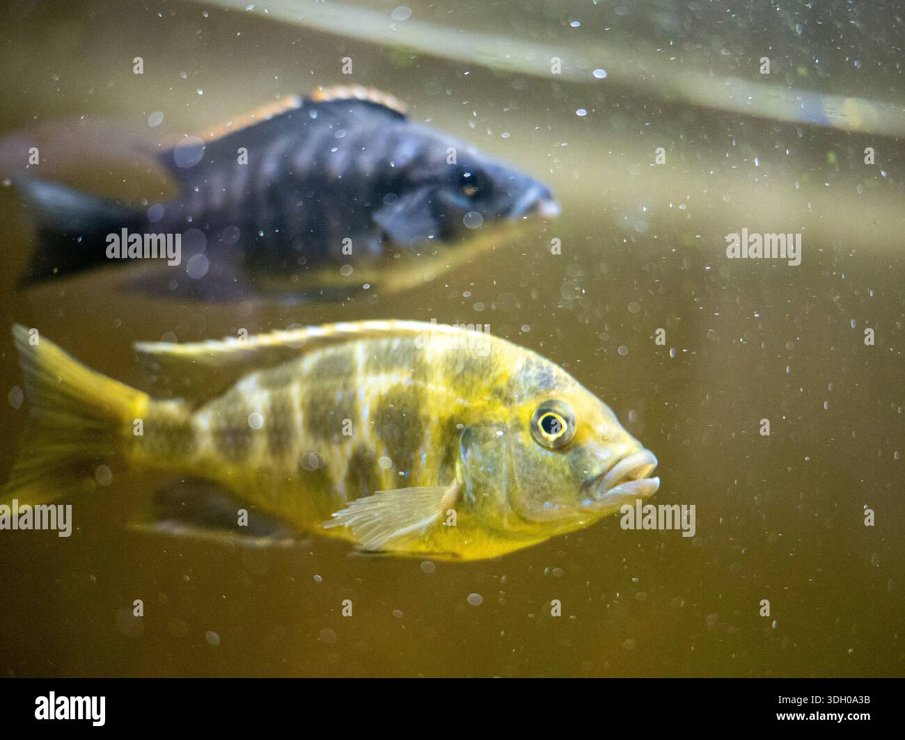 Nimbochromis venustus che nuota con ciclidi più scuri sullo sfondo Foto Stock