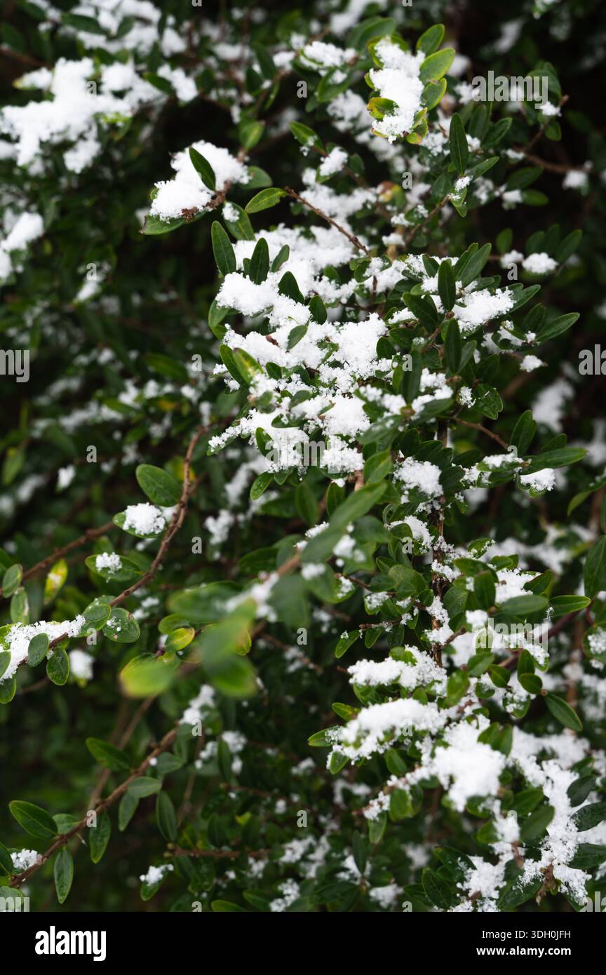 foglie verdi spolverate di neve, vista ravvicinata dei rami di arbusti sempreverdi che trasportano polvere fresca, tonalità fredde e silenziose, morbido sfondo bokeh, delicato textu Foto Stock