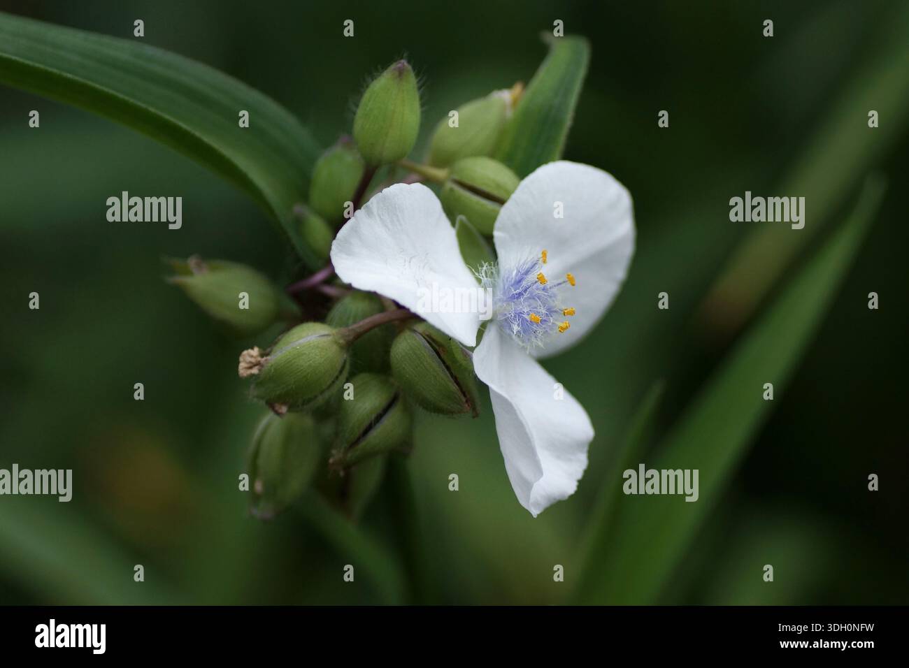 Tradescantia x andersoniana 'Osprey' Foto Stock