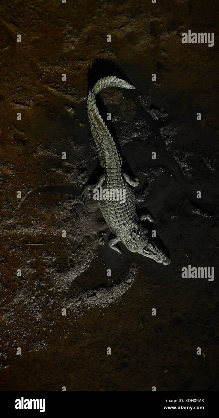 Vista aerea di un coccodrillo solitario che riposa sulle rive fangose di un fiume, la sua pelle scura che contrasta con la terra oscura, Port Douglas, Queensland, Austr Foto Stock