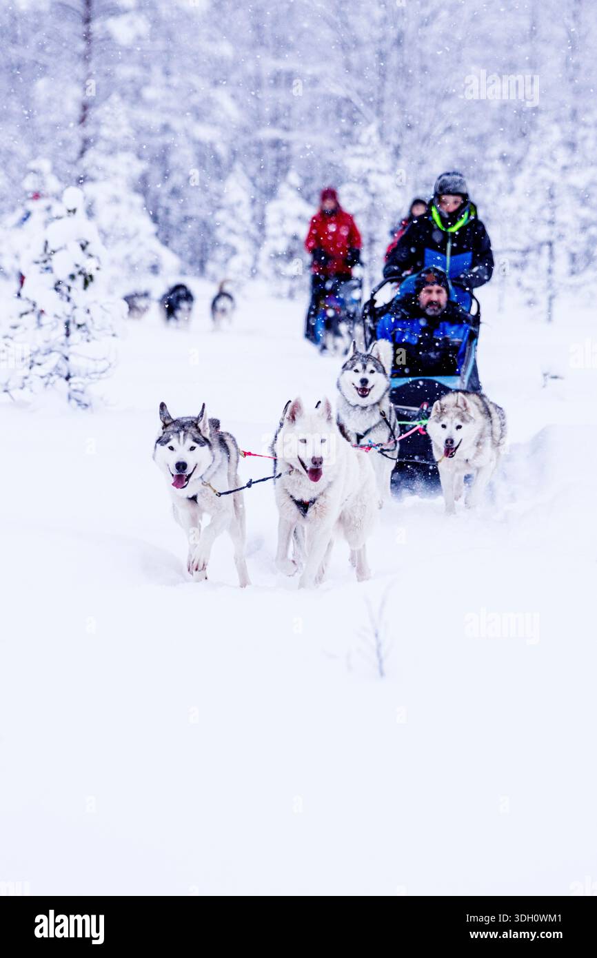 Turisti che amano la slitta trainata da cani in una foresta ghiacciata coperta di neve, Lapponia, Finlandia Foto Stock
