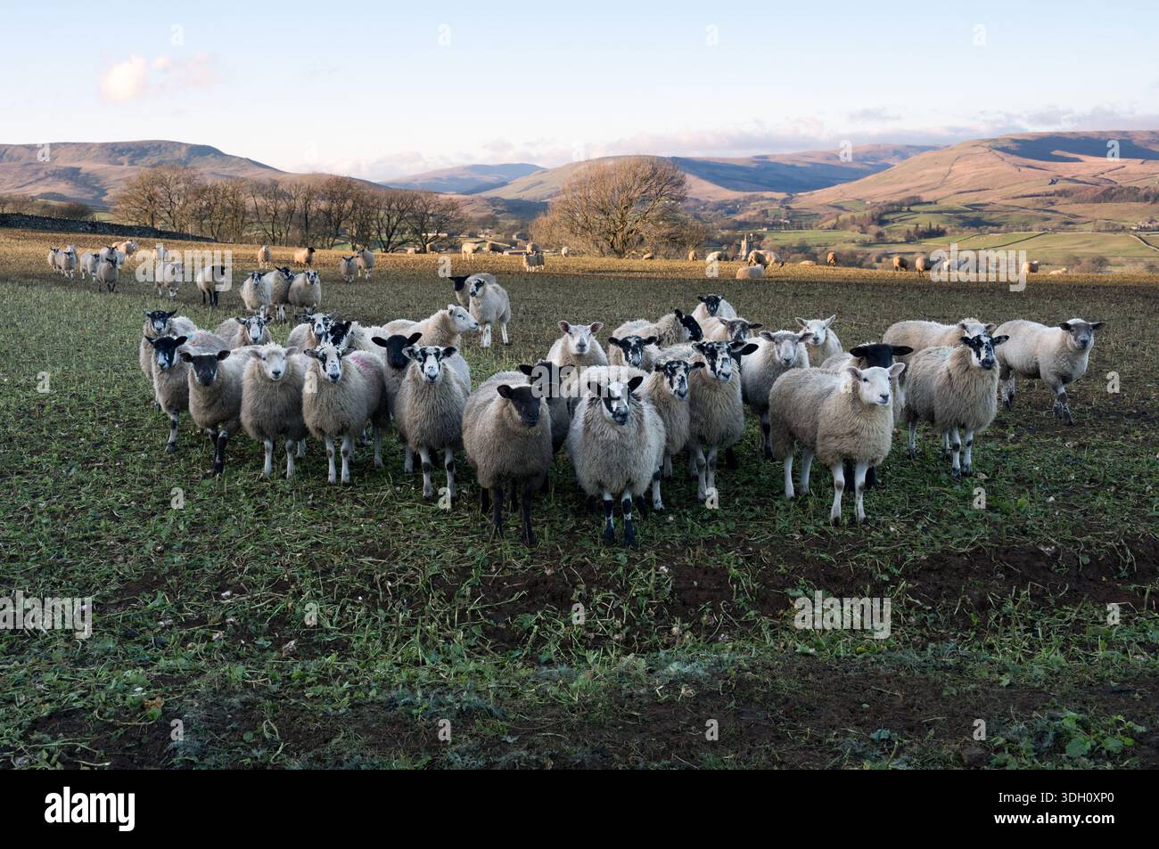 L'alimentazione delle pecore in un campo di piante da radice durante l'inverno, Hawes, Wensleydale, Yorkshire Dales National Park, Regno Unito Foto Stock