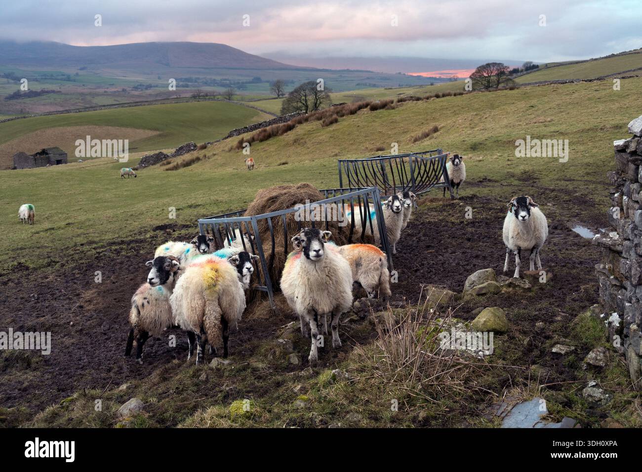 Swaledale riproduce pecore con foraggio invernale, Horton a Ribbledale, Yorkshire Dales National Park, Regno Unito Foto Stock