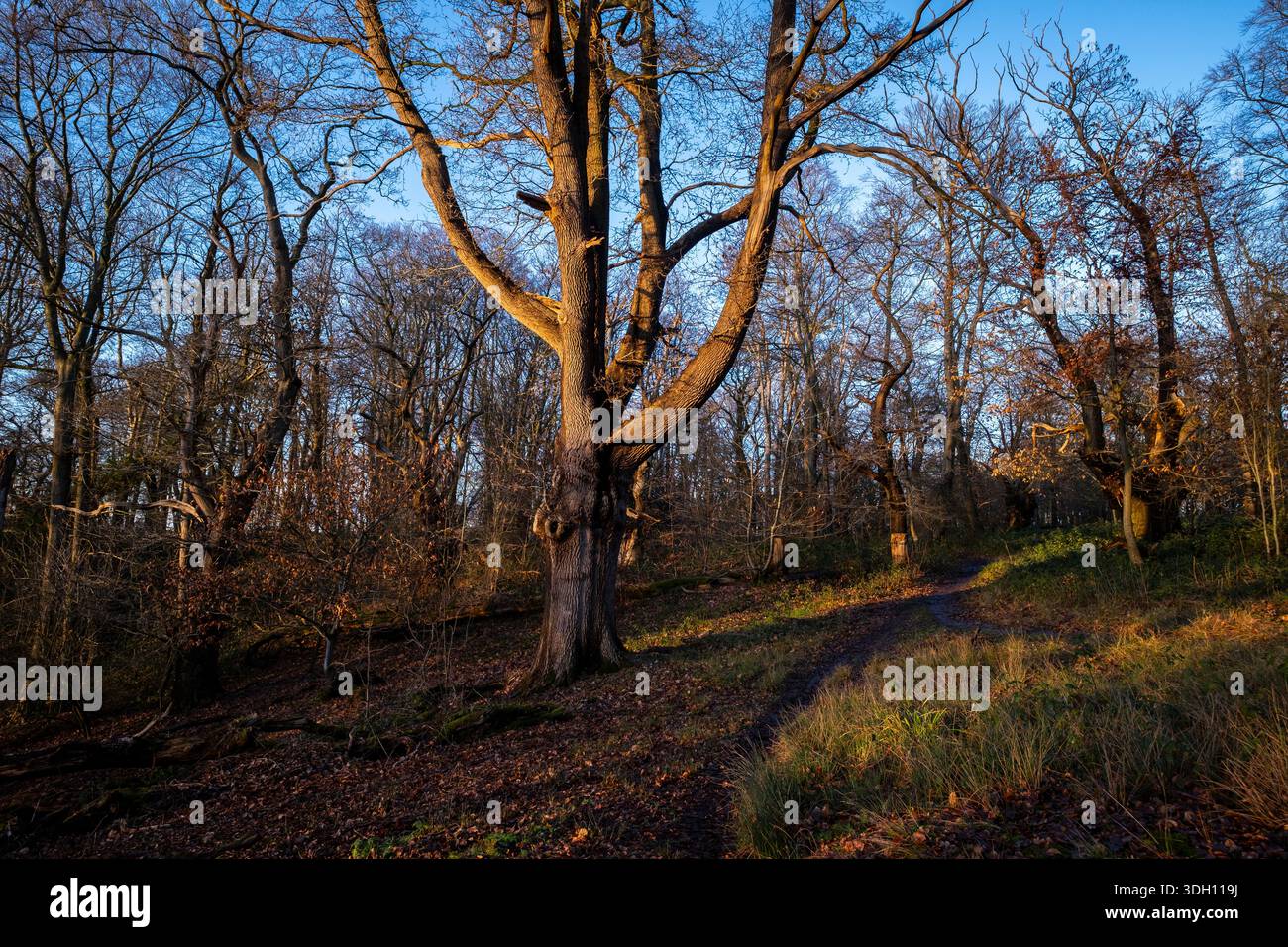 La luce del sole della sera d'inverno proietta un caldo bagliore sul bosco senza fronzoli in una fredda serata al tramonto, nel Worcestershire, in Inghilterra. Foto Stock