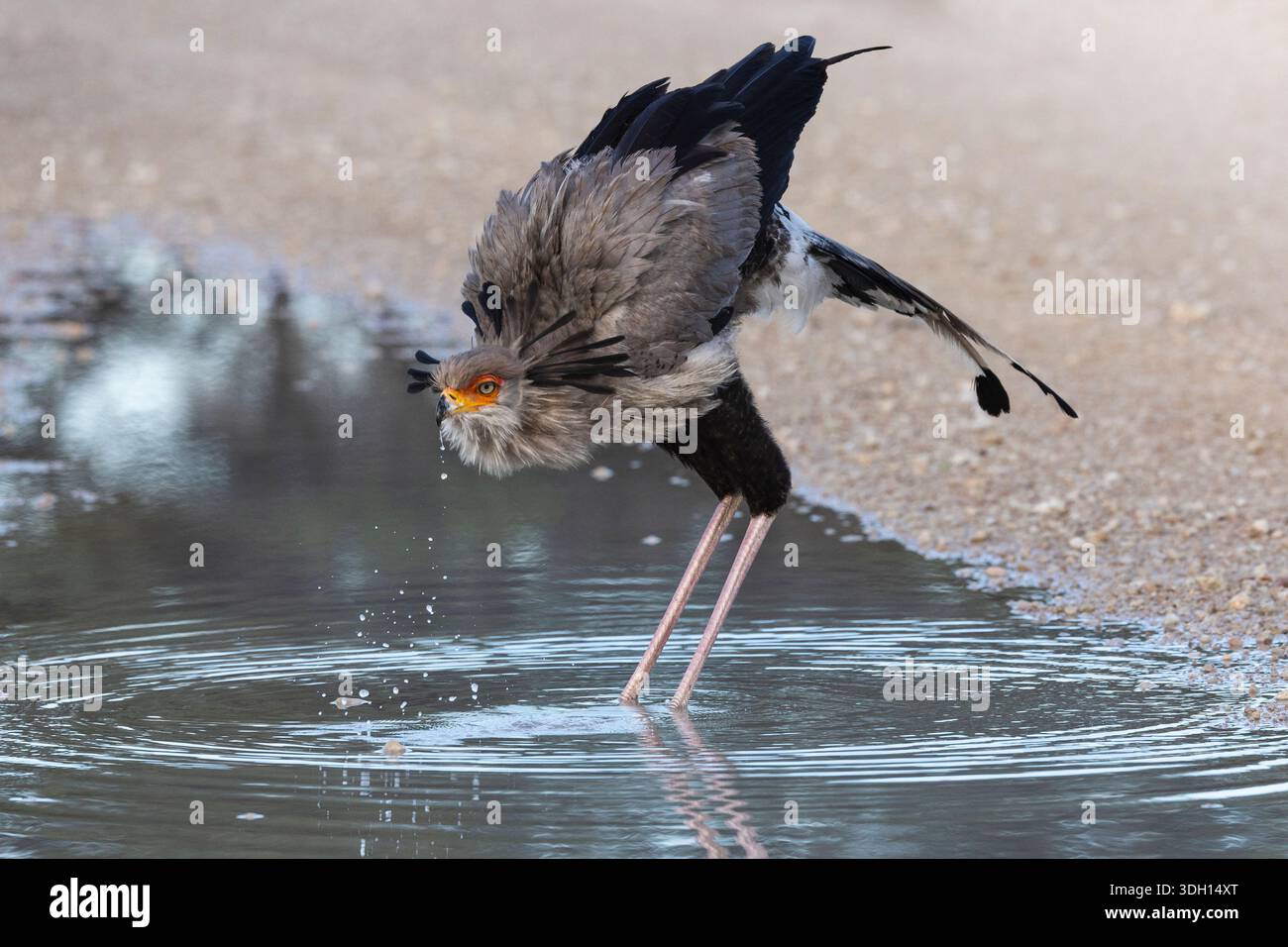 Secretarybird (Sagittarius serpentarius) che fa il bagno, parco transfrontaliero di Kgalagadi, Sudafrica Foto Stock