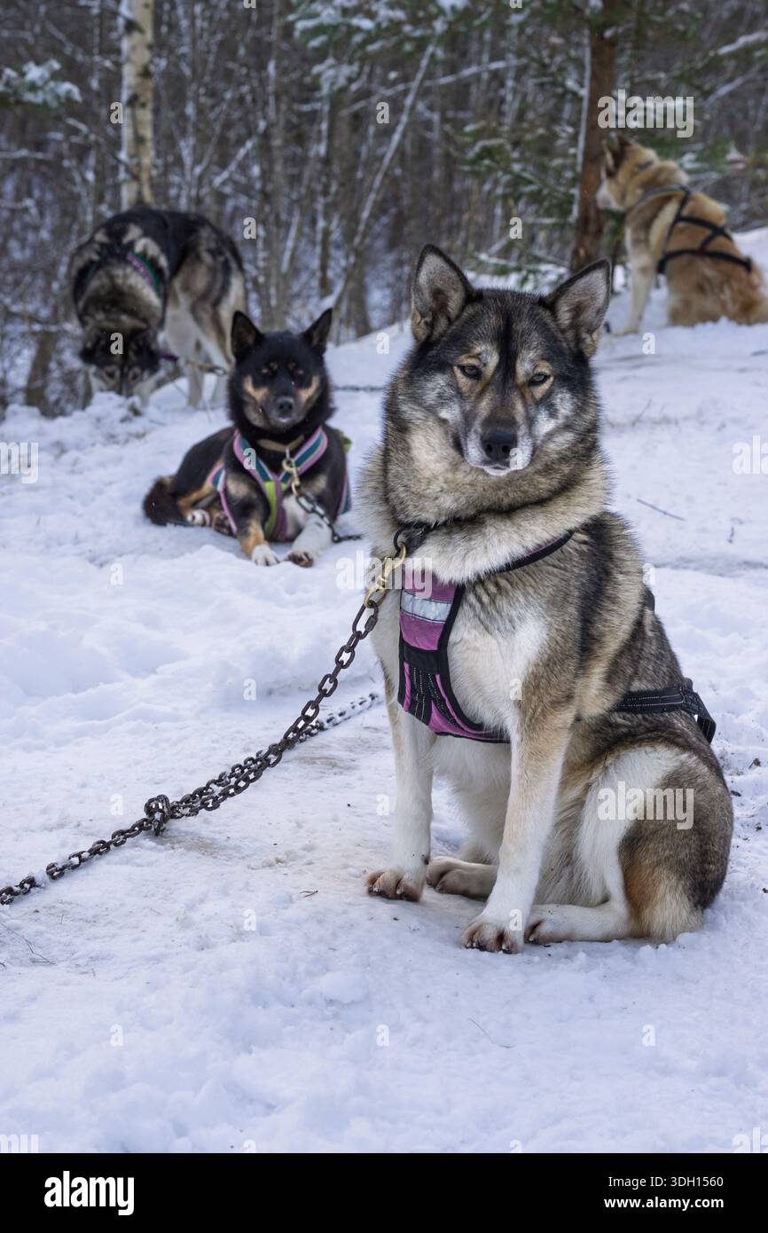 Slitta trainata da cani Huskie nella natura selvaggia lettone in questo tour da riga. Una squadra di husky. Foto Stock