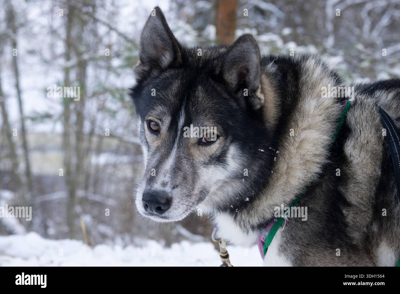 Slitta trainata da cani Huskie nella natura selvaggia lettone in questo tour da riga. Una squadra di husky. Foto Stock
