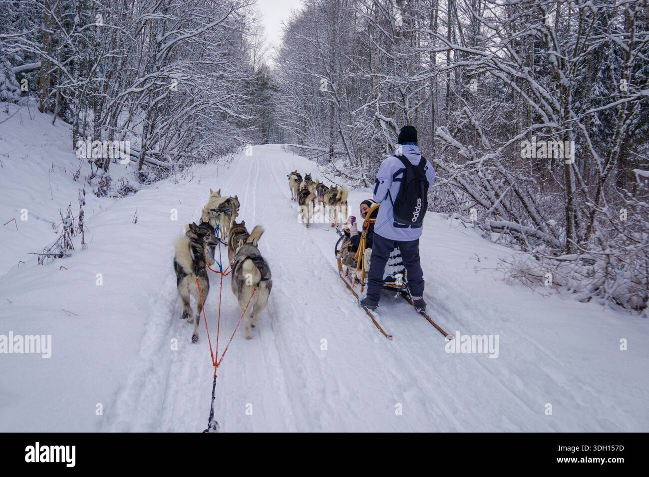 I turisti che si godono un emozionante giro in slitta trainata da cani attraverso la natura selvaggia lettone con questo tour da riga. Imparare a gestire una squadra di husky . Foto Stock