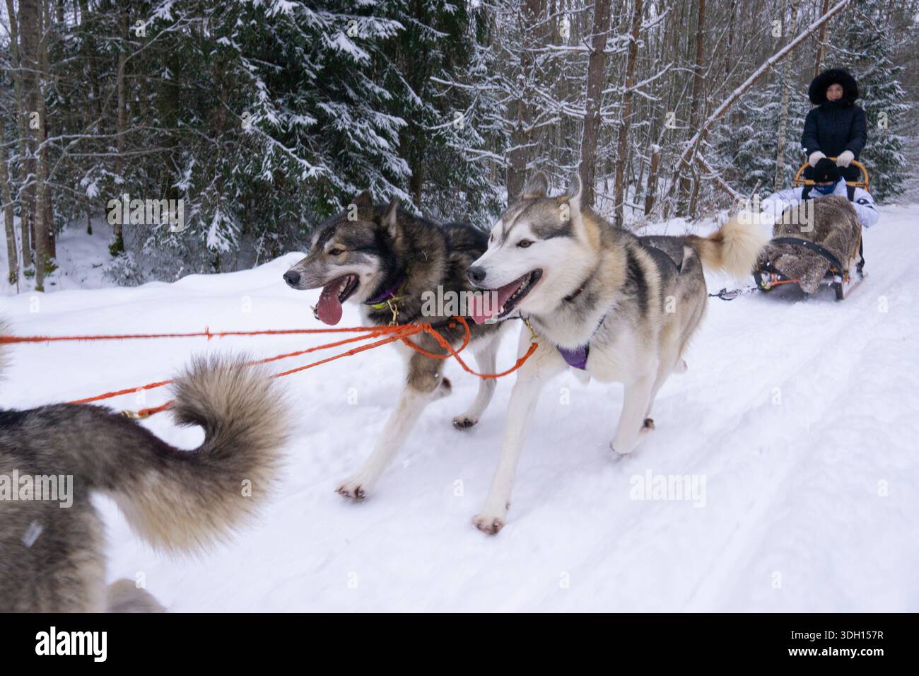 I turisti che si godono un emozionante giro in slitta trainata da cani attraverso la natura selvaggia lettone con questo tour da riga. Imparare a gestire una squadra di husky . Foto Stock