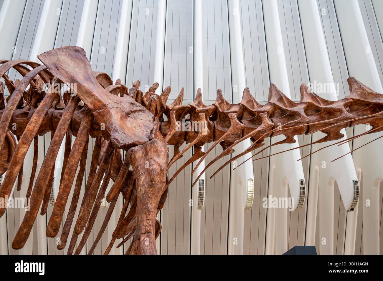 Uno scheletro di dinosauro della mostra Dinosaurs of Patagonia all'interno dell'Agorà di Santiago Calatrava che mostra le somiglianze con la loro costruzione. Foto Stock