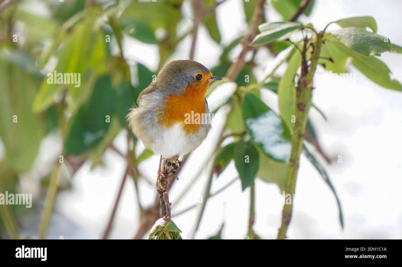 Un Robin europeo (erithacus rubecula ), in Bush, neve, inverno, Paesi Bassi. Foto Stock