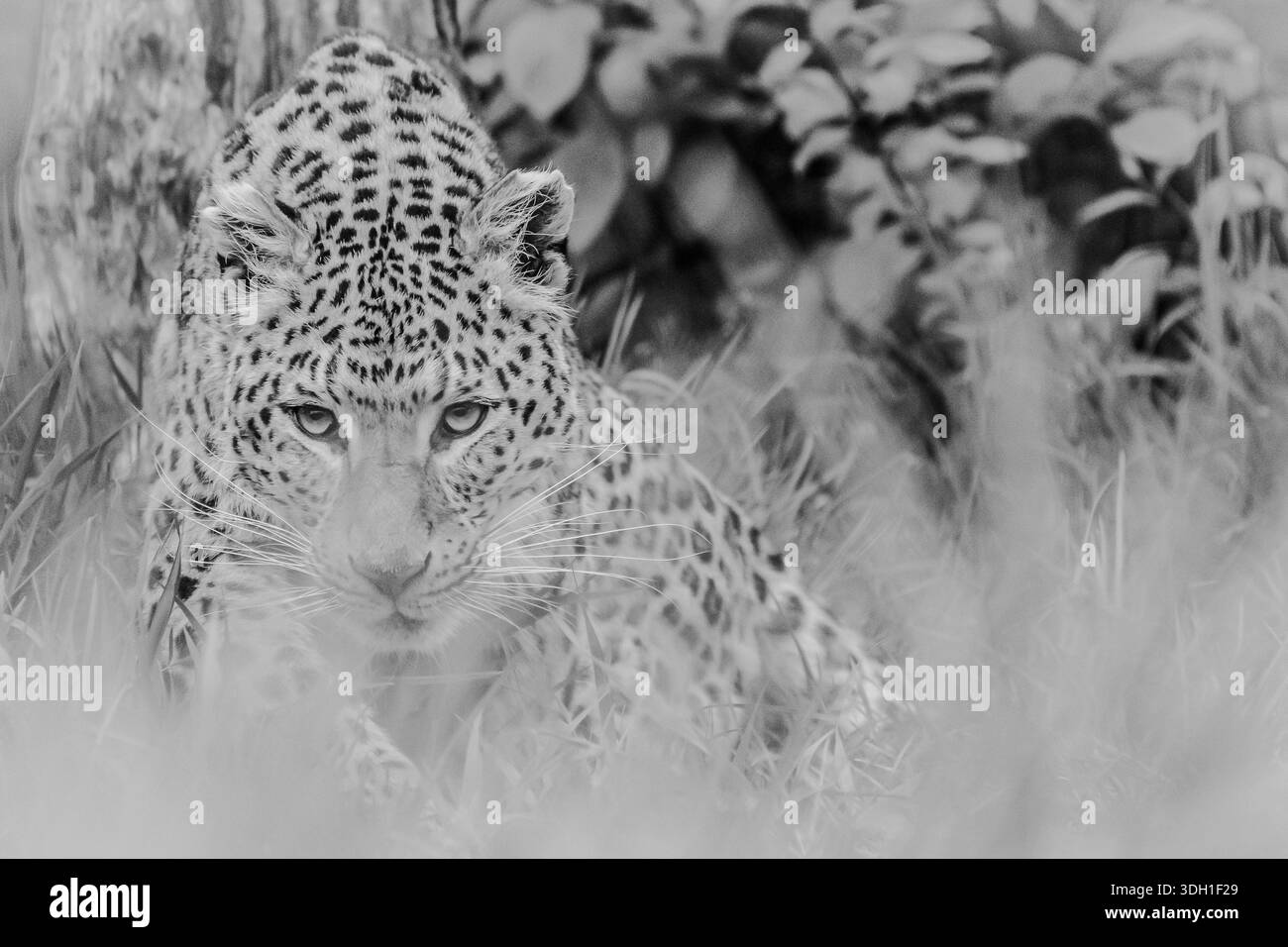 Questo leopardo cinese mi perseguitava dall'interno della sua gabbia, mentre ero sdraiato per terra per scattare un'immagine a livello degli occhi. Foto Stock