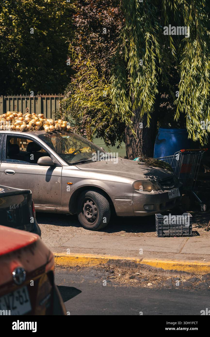 Le cipolle sono disposte per asciugare sul tetto di un'auto d'argento parcheggiata lungo una strada residenziale, utilizzando la luce del sole per asciugare naturale. Foto Stock