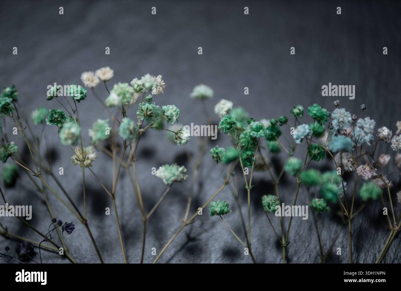 Fiori secchi su sfondo testurizzato scuro con spazio copia Foto Stock