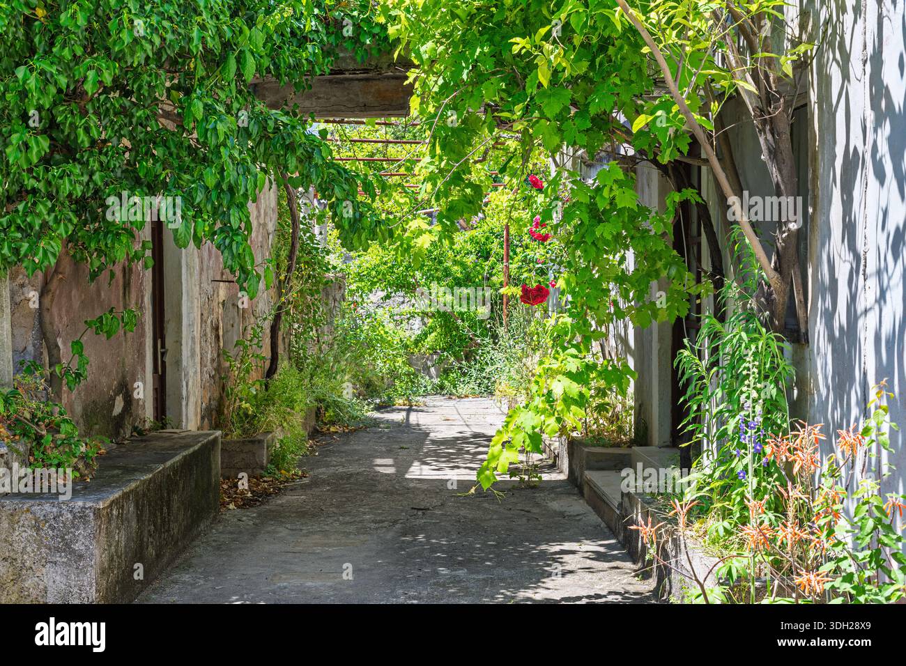 Un vicolo illuminato dal sole incorniciato da lussureggianti archi verdi, viti e fiori in fiore lungo un tranquillo passaggio nel cortile. Luce calda, pareti rustiche e una natura tranquilla Foto Stock