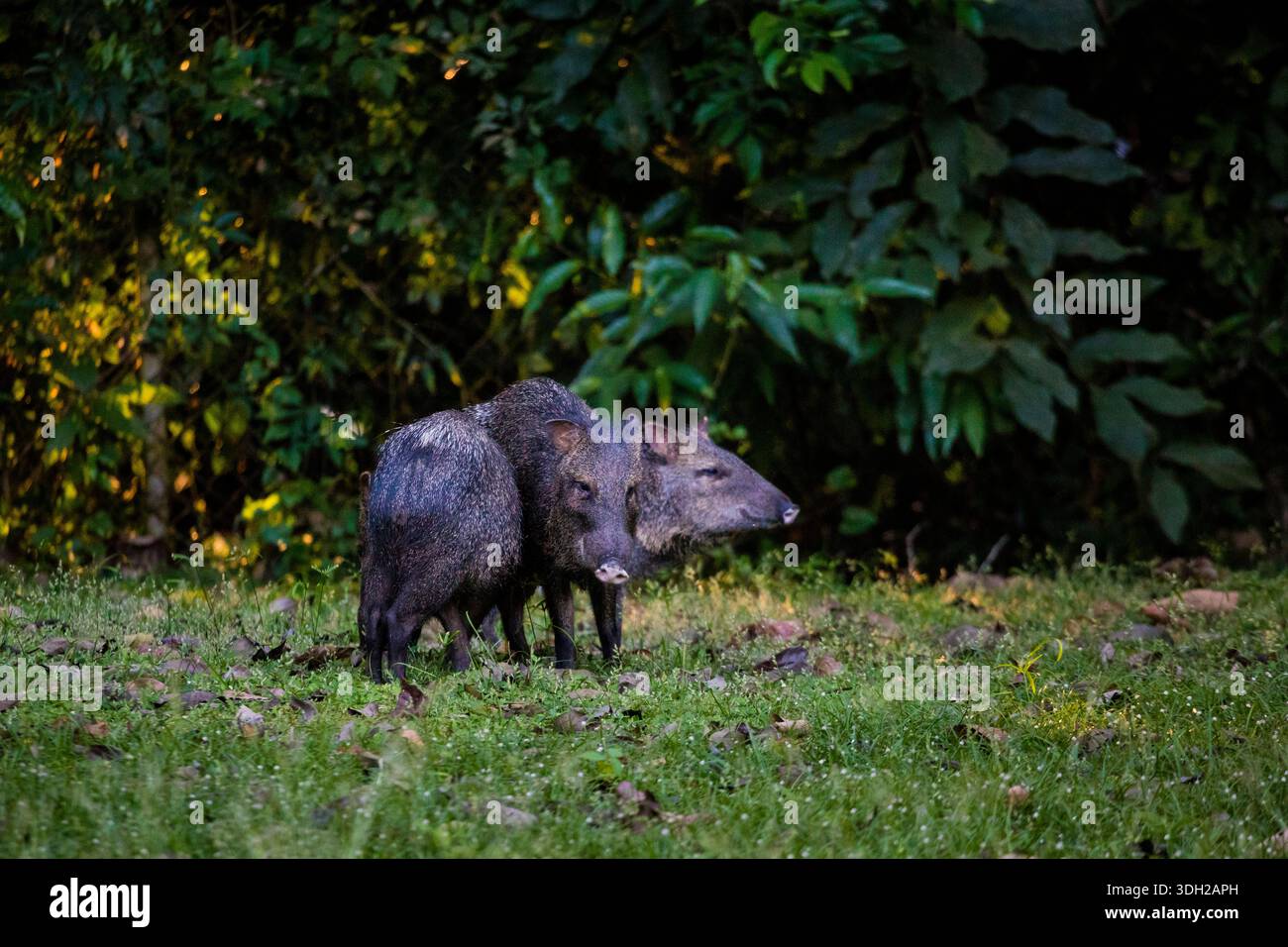 Una famiglia di Peccary Collared, Pecari tajacu, a Gamboa, parco nazionale di Soberania, provincia di Colon, Repubblica di Panama, America centrale. Foto Stock