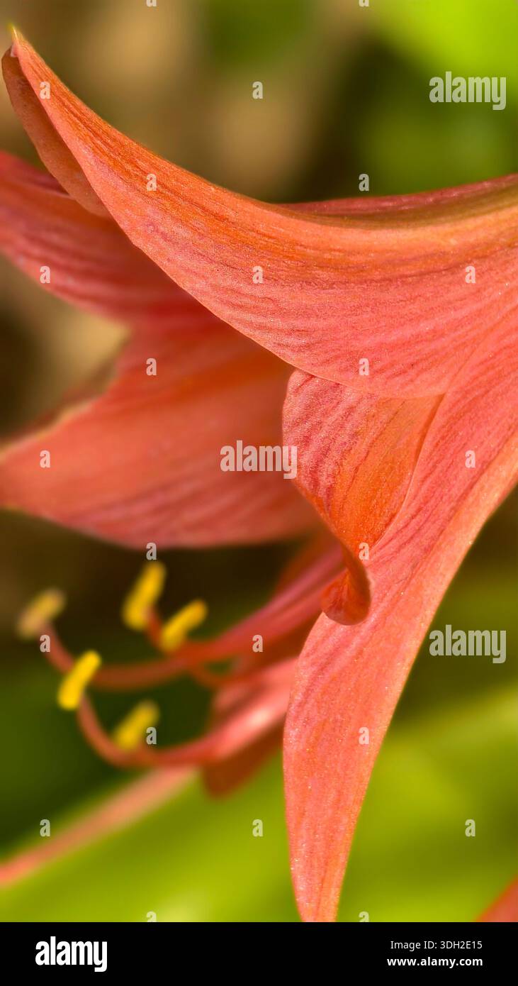 Primo piano di un delicato fiore di giglio rosa con petali ricurvi e stami gialli, catturati in luce naturale su un morbido sfondo bokeh verde. Foto Stock
