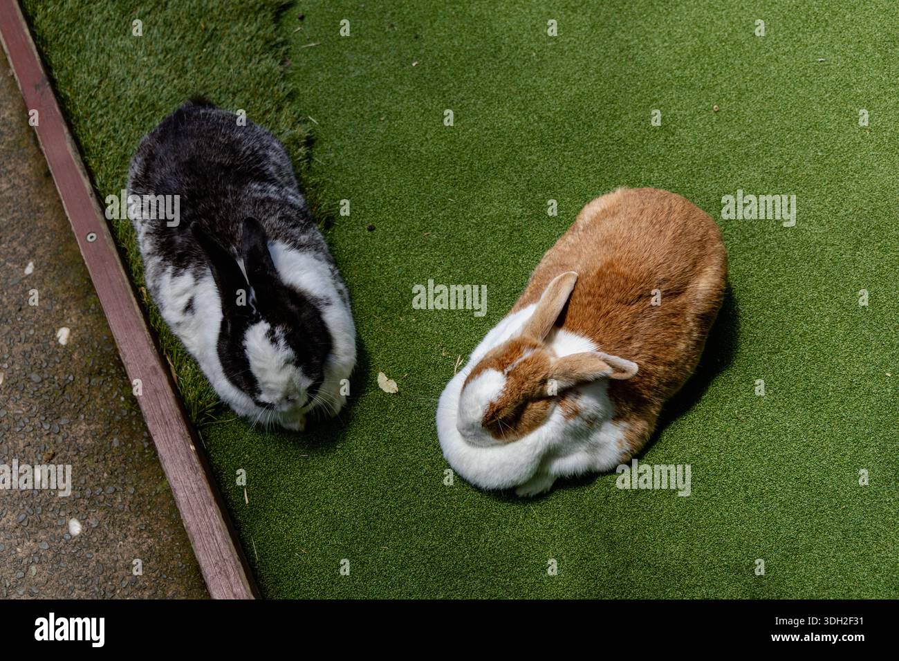 Due conigli riposanti coppia di erba artificiale Foto Stock