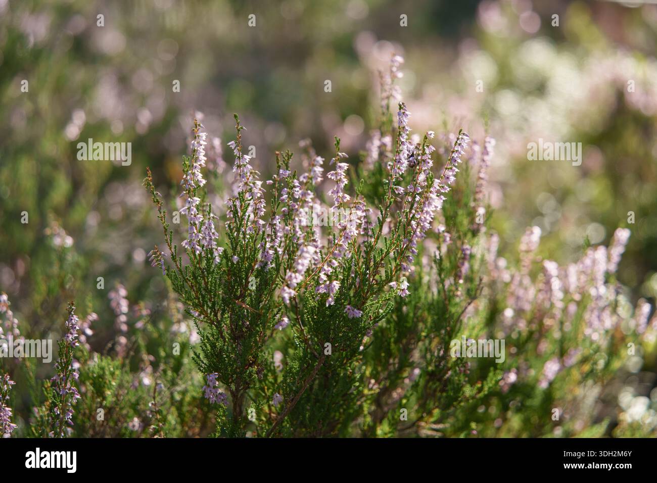 Ritmo di comfort visivo mostrato attraverso gambi densa di erica con fiori pallidi e sfondo boschivo sfocato, tranquilla vegetazione nordica per livi lento Foto Stock