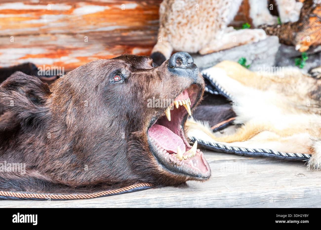 Vestire la pelle dell'orso con un primo piano di muso macinante. Orso di animali predatori della foresta ripieni Foto Stock