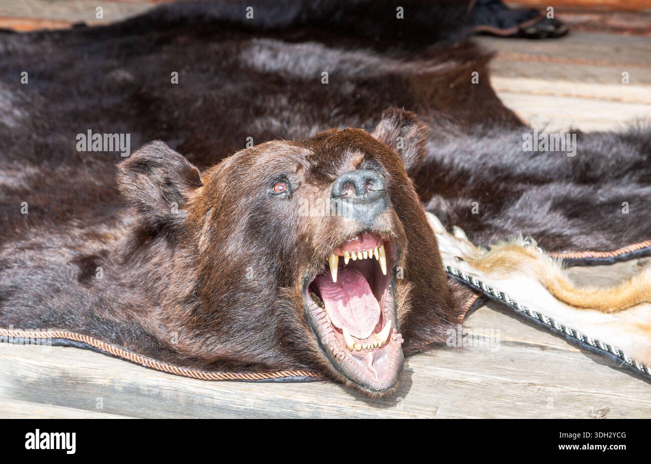 Vestire la pelle dell'orso con un primo piano di muso macinante. Orso di animali predatori della foresta ripieni Foto Stock