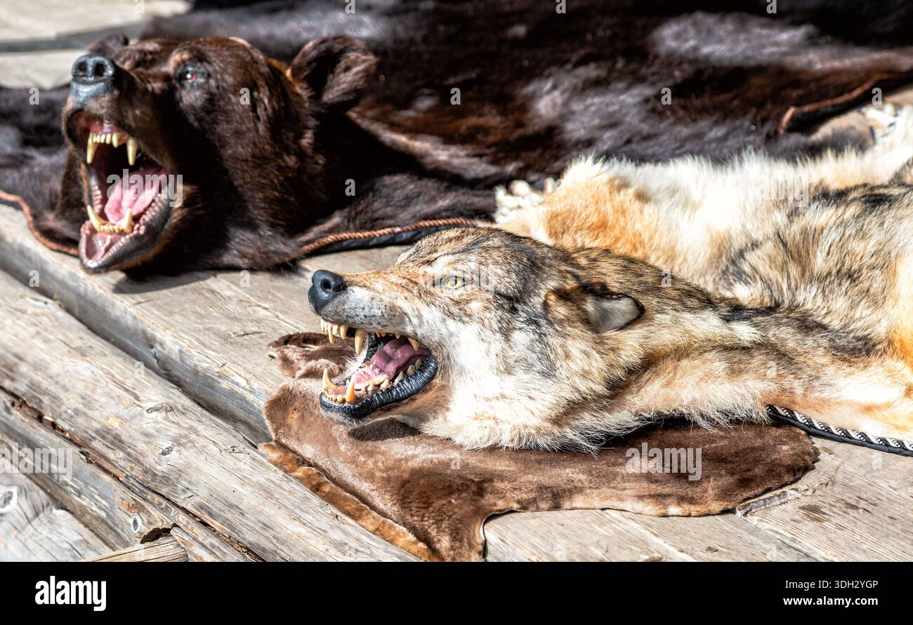 Pelli di lupo e orso con un muso macinacaffè. Animali boschivi predatori ripieni. Pelli vestite con teste Foto Stock
