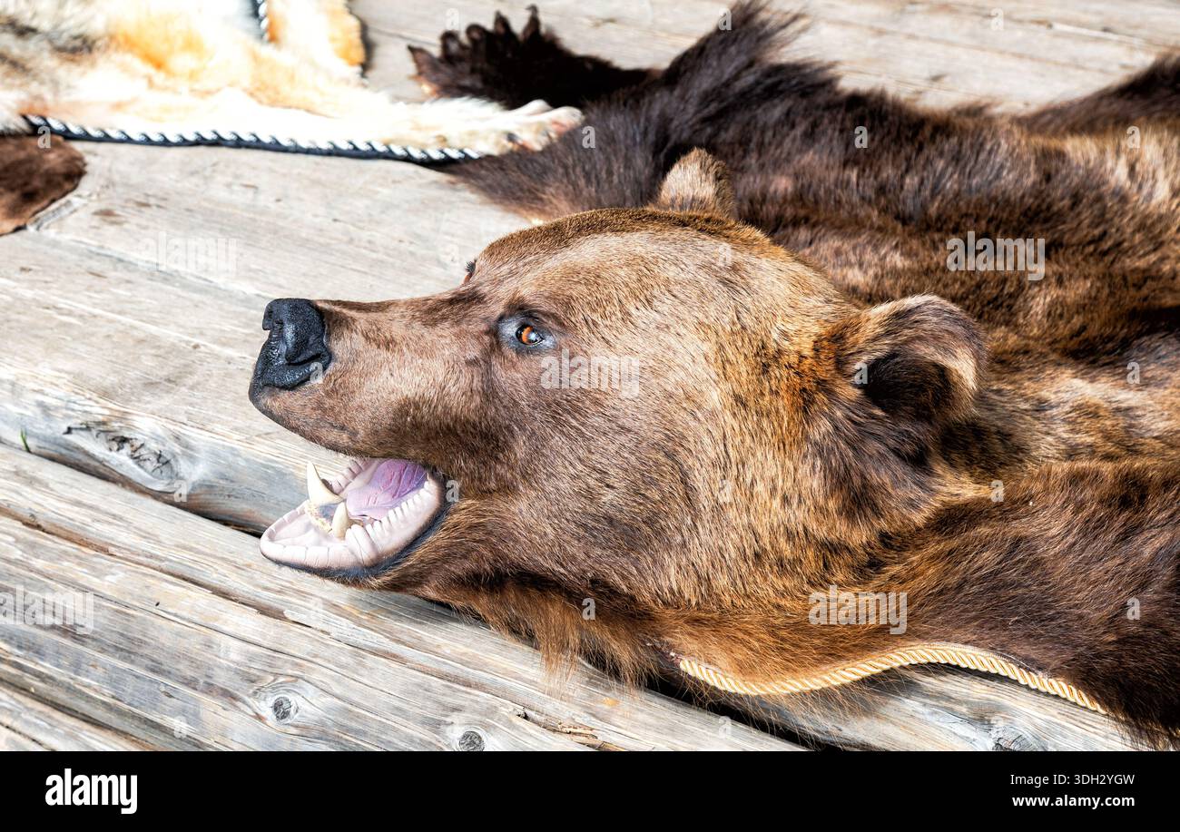 Vestire la pelle dell'orso con un primo piano di muso macinante. Orso di animali predatori della foresta ripieni Foto Stock