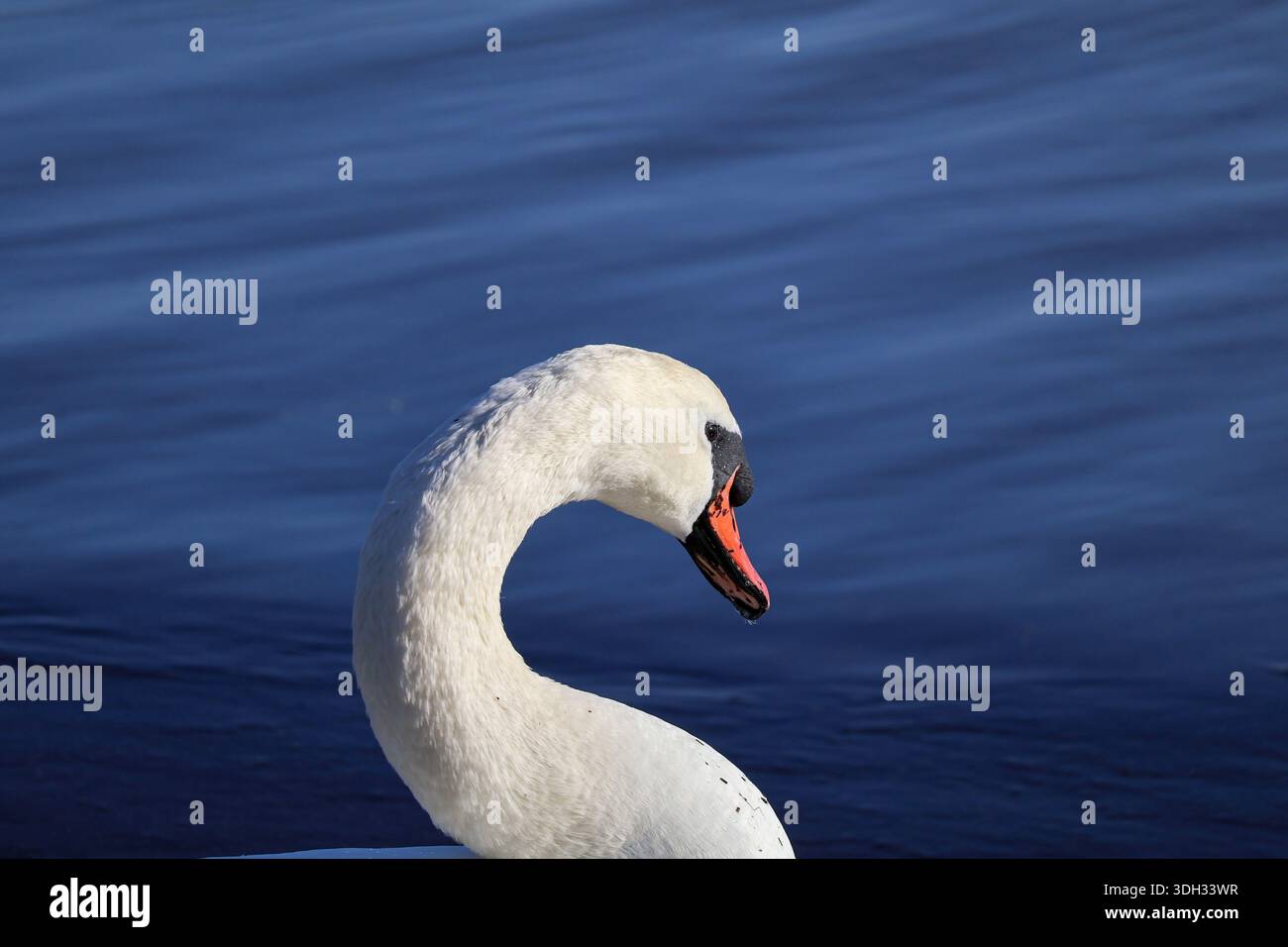 Primo piano di un cigno muto (Cygnus olor) con il collo elegantemente ricurvo a forma Di S, catturato vicino a Sarafovo, Burgas, Bulgaria. Il wate ondulato morbido Foto Stock