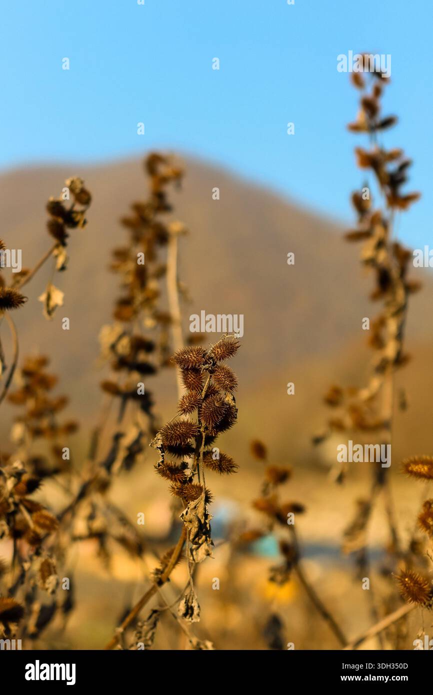Cattura intima di gruppi di semi di cardo essiccati su steli fragili, incorniciati da un sottile profilo montano e da un cielo azzurro puro, a simboleggiare la resilienza Foto Stock