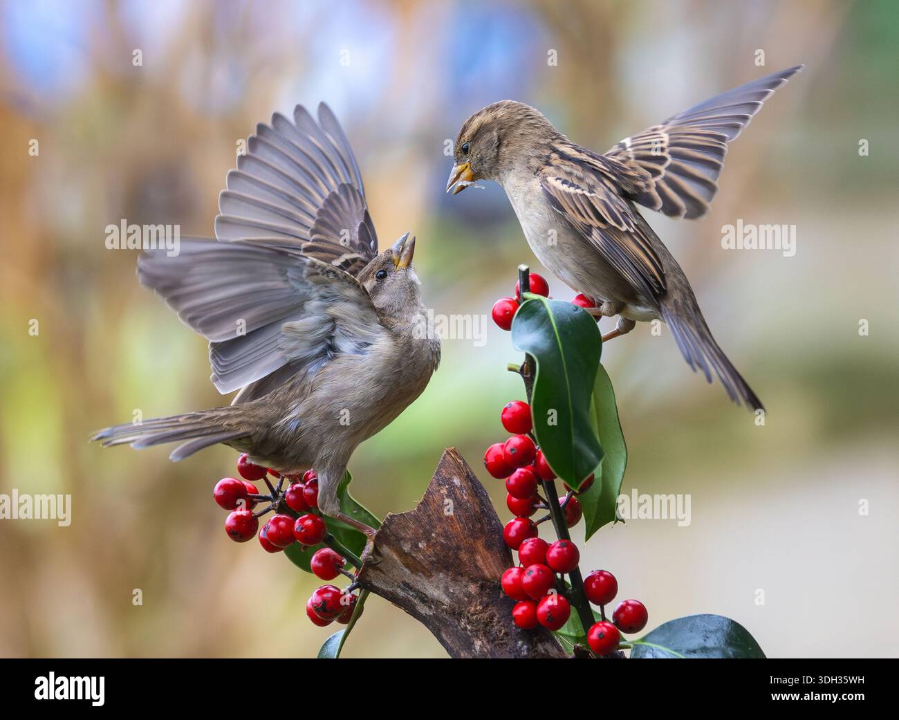 Passeri in inverno, a causa della mancanza di cibo, combattono per il cibo offerto! Foto Stock