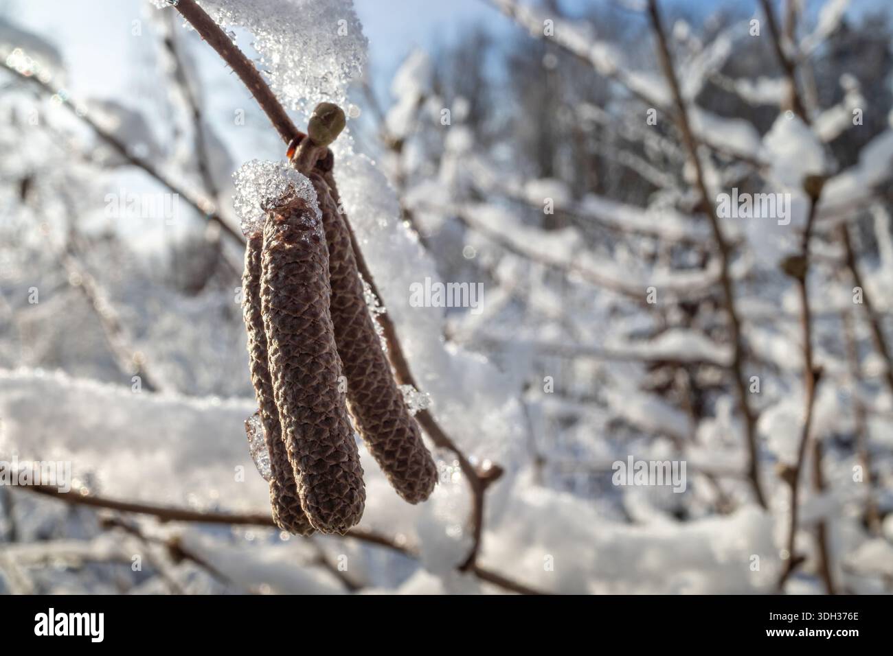 gatti maschi di nocciola ricoperti di neve e ghiaccio Foto Stock