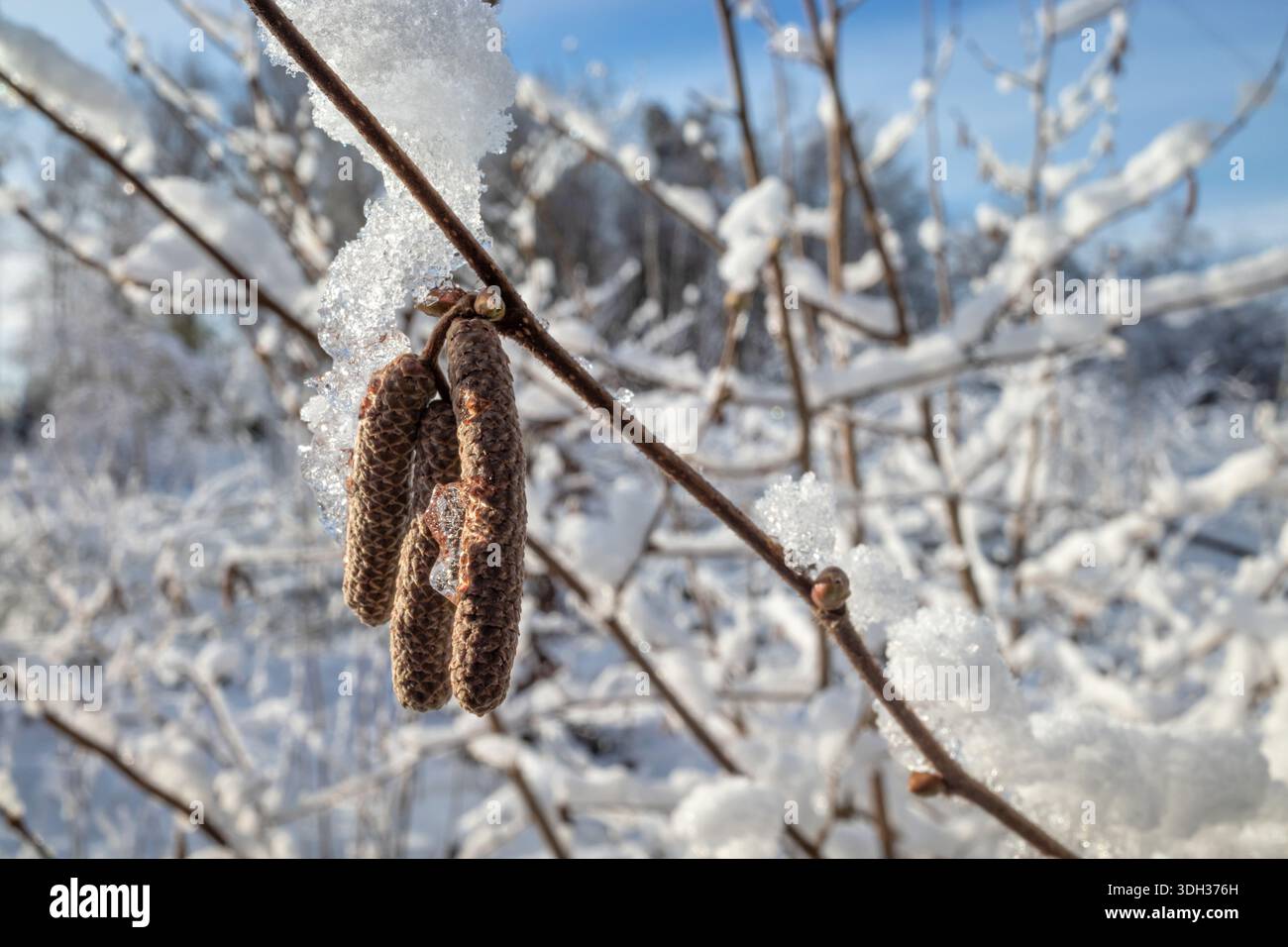 gatti maschi di nocciola ricoperti di neve e ghiaccio Foto Stock