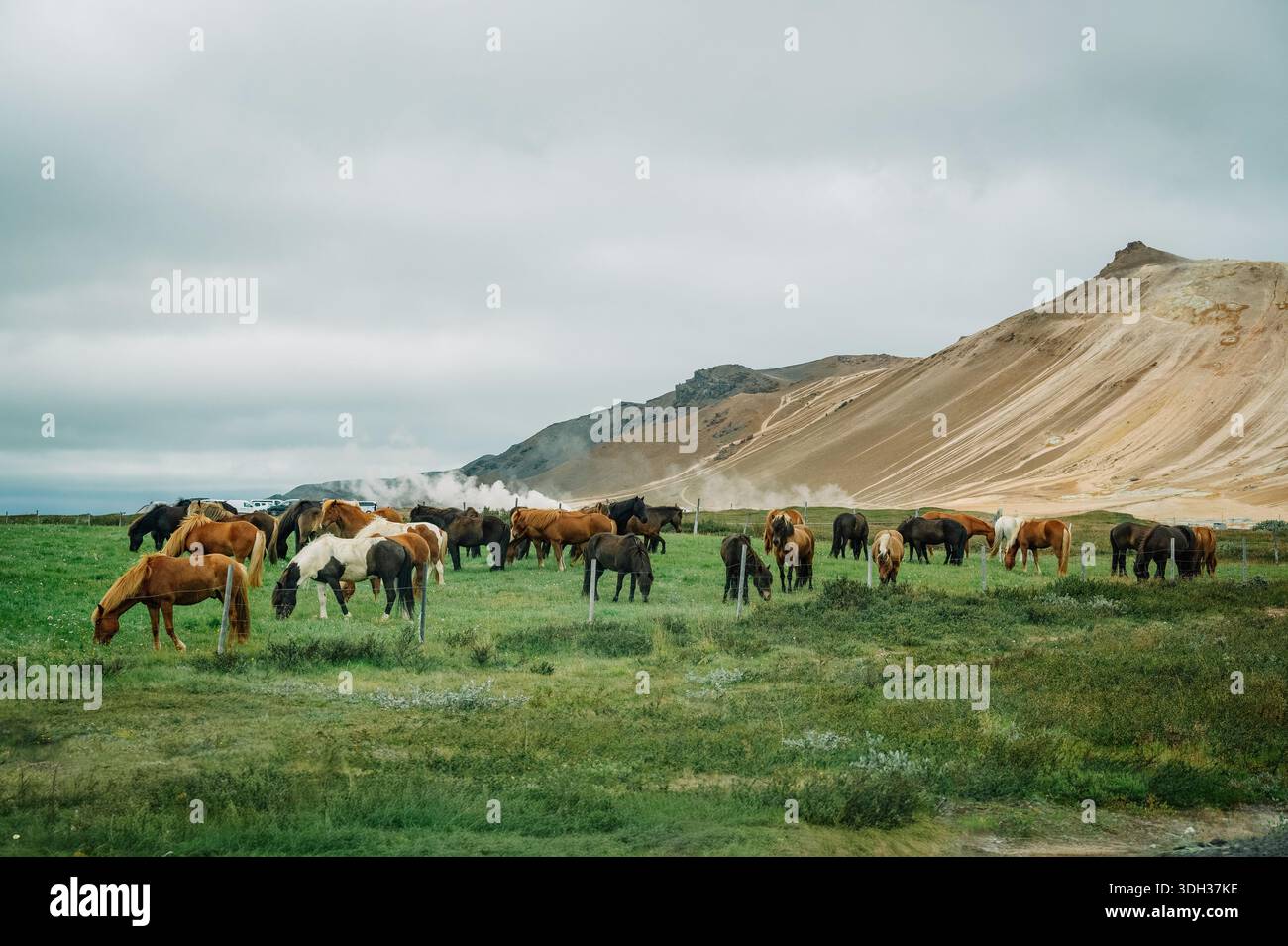 Un gruppo di cavalli islandesi, appena fuori dall'area di Hverir, nel nord dell'Islanda. Foto Stock