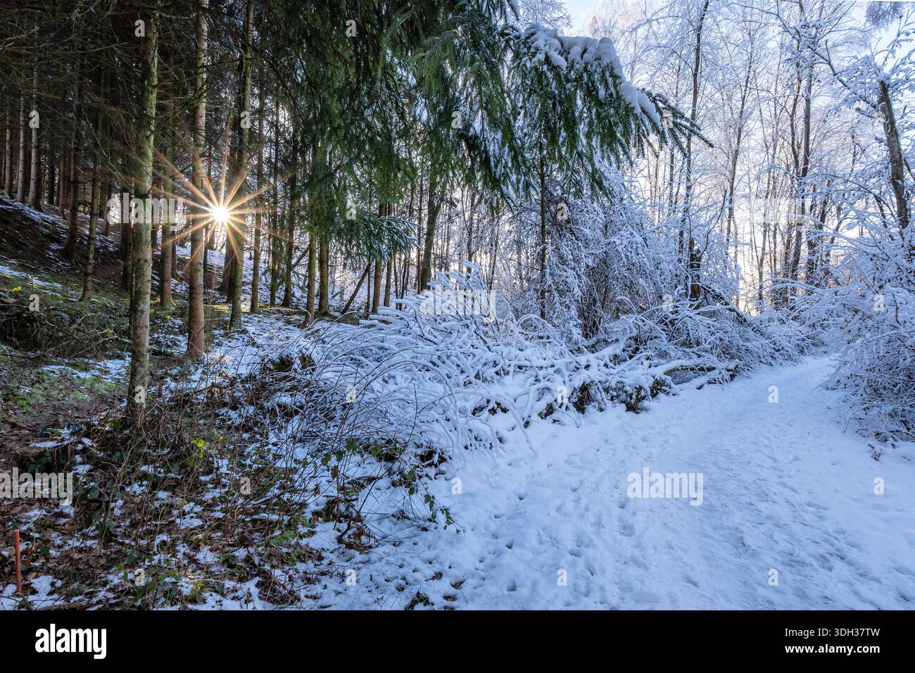 Sentiero escursionistico in una foresta innevata nel quartiere tedesco di Oberberg Foto Stock