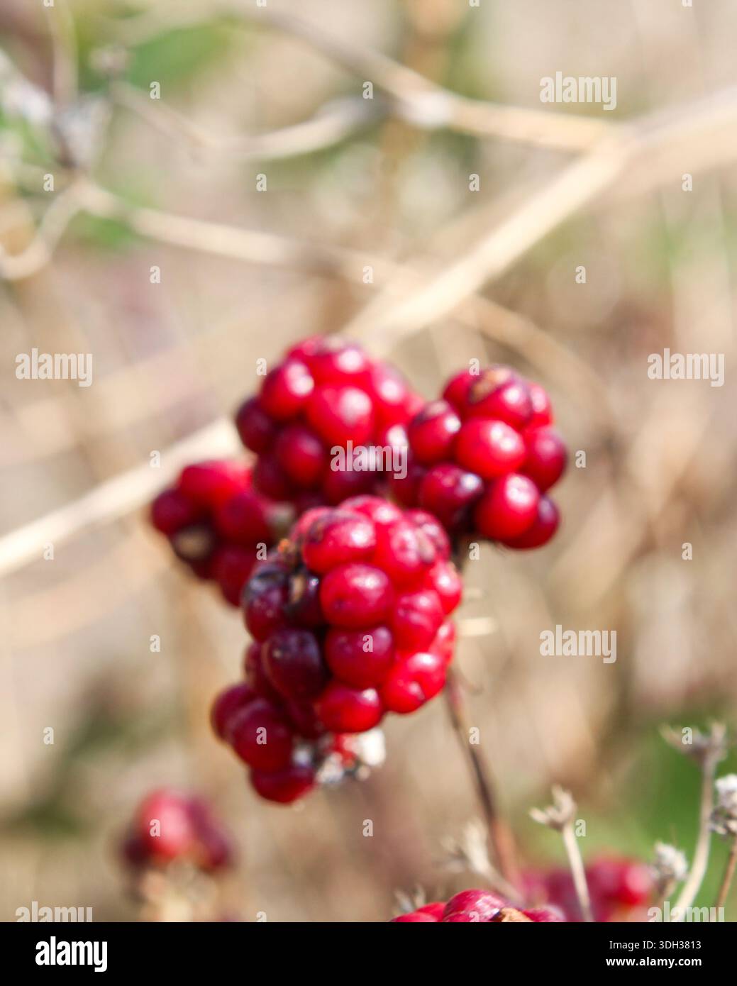 Primo piano di bacche rosse raggruppate su sottili steli marroni, con sfondo naturale sfocato. Foto Stock