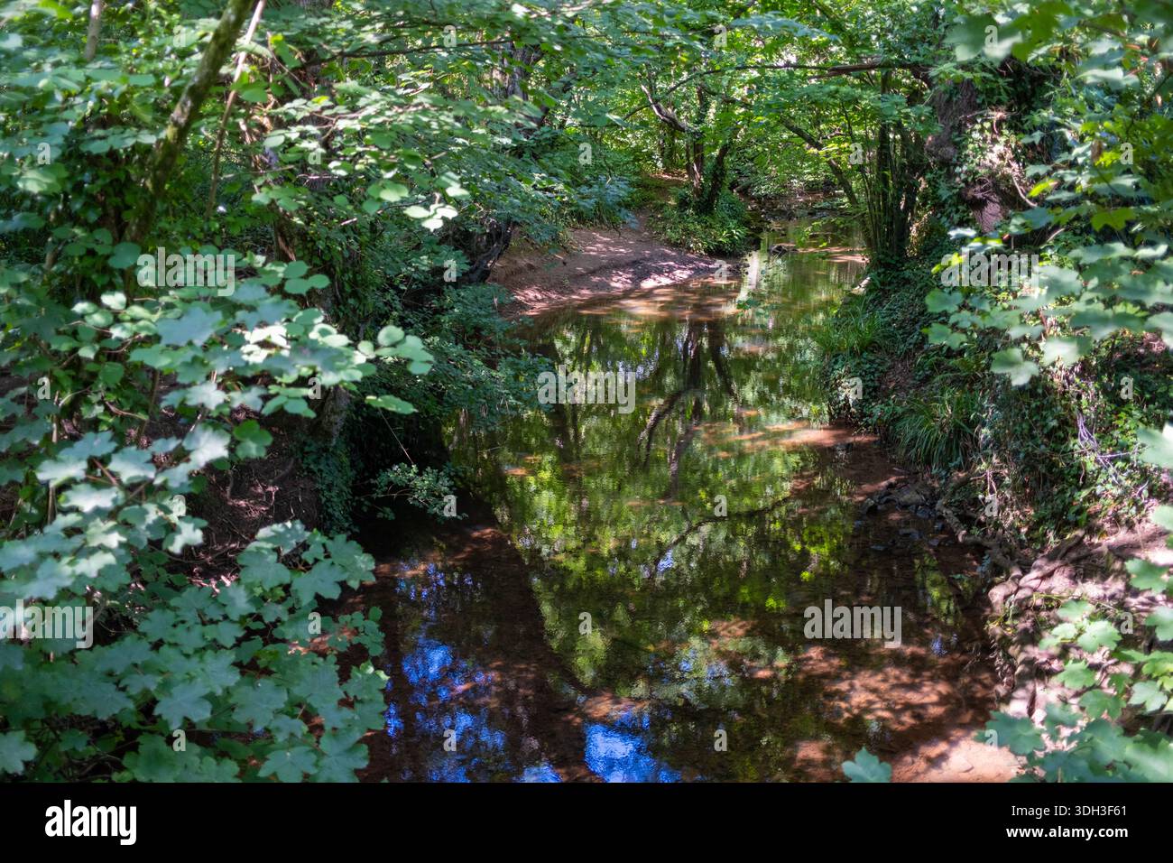 Glade boschiva nella campagna intorno a Dinas Powis Glamorgan Galles del Sud Regno Unito Foto Stock