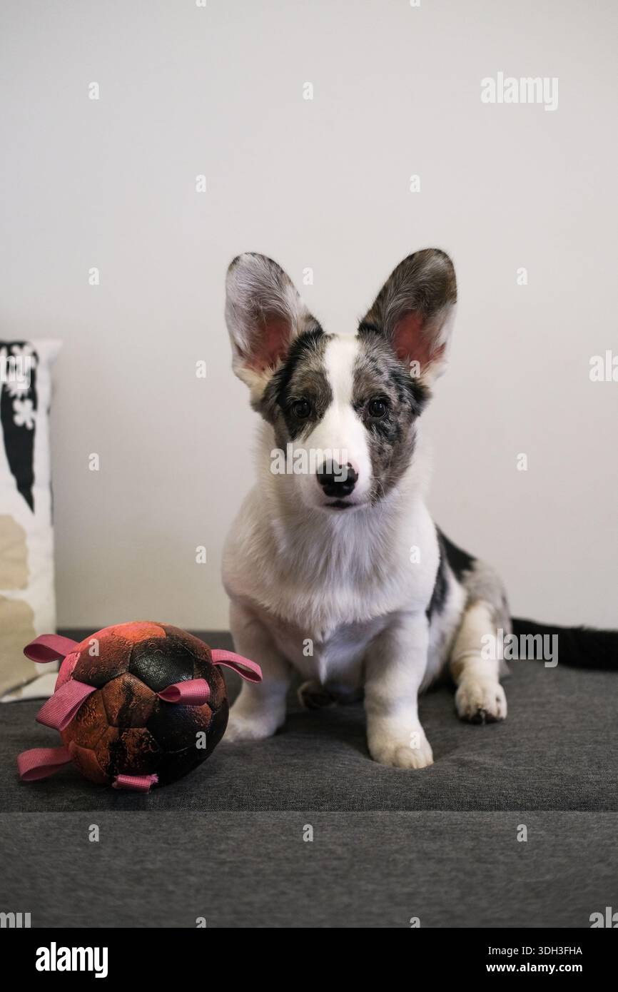 Cucciolo di Pembroke Welsh Corgi seduto su un divano grigio con palla rosa indossata. Foto Stock