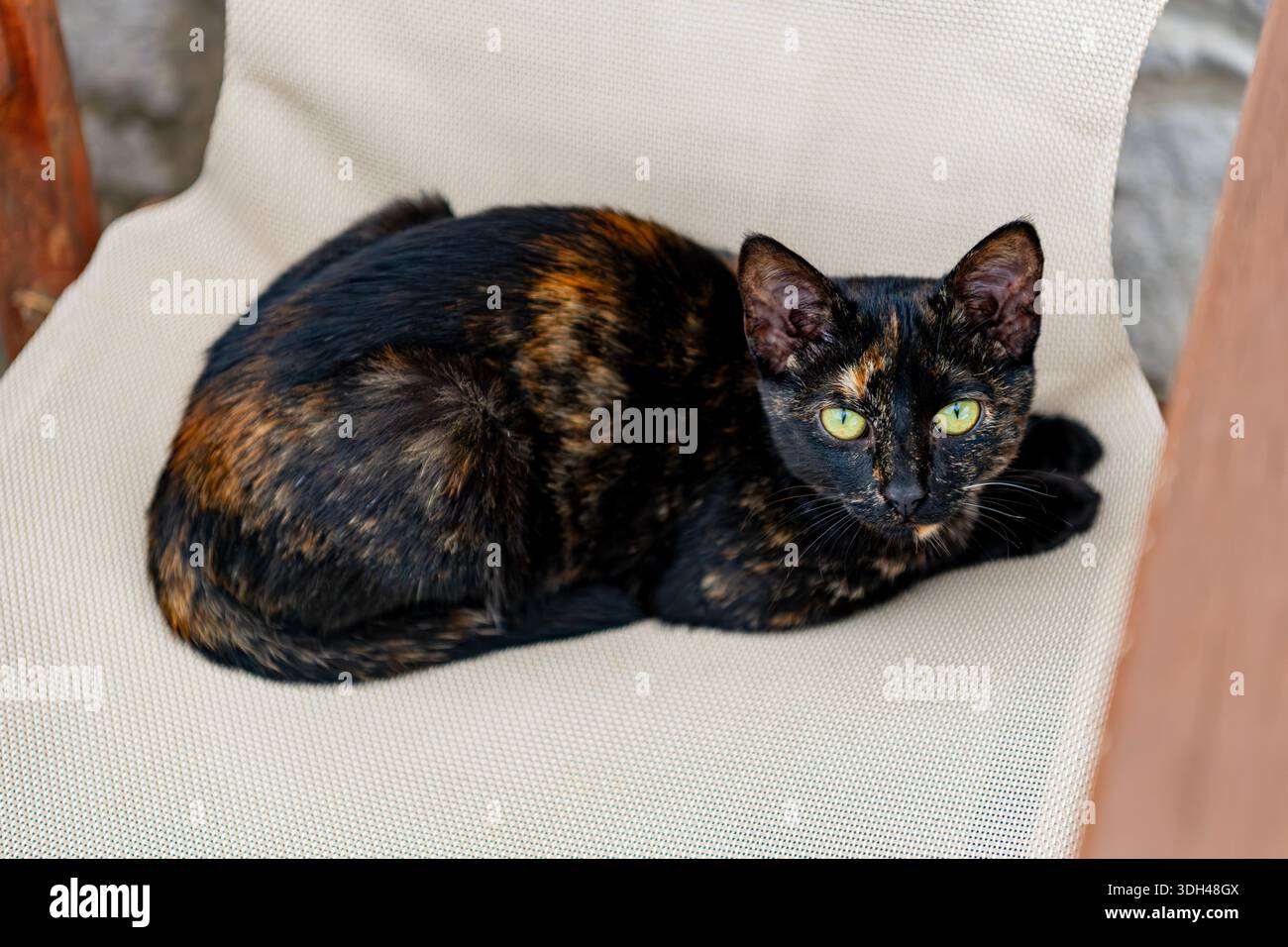 Myrina, Grecia - 22 ottobre 2025: Un bellissimo gatto di tartaruga che riposa su una sedia in un caffè all'aperto nella città di Myrina. Foto Stock