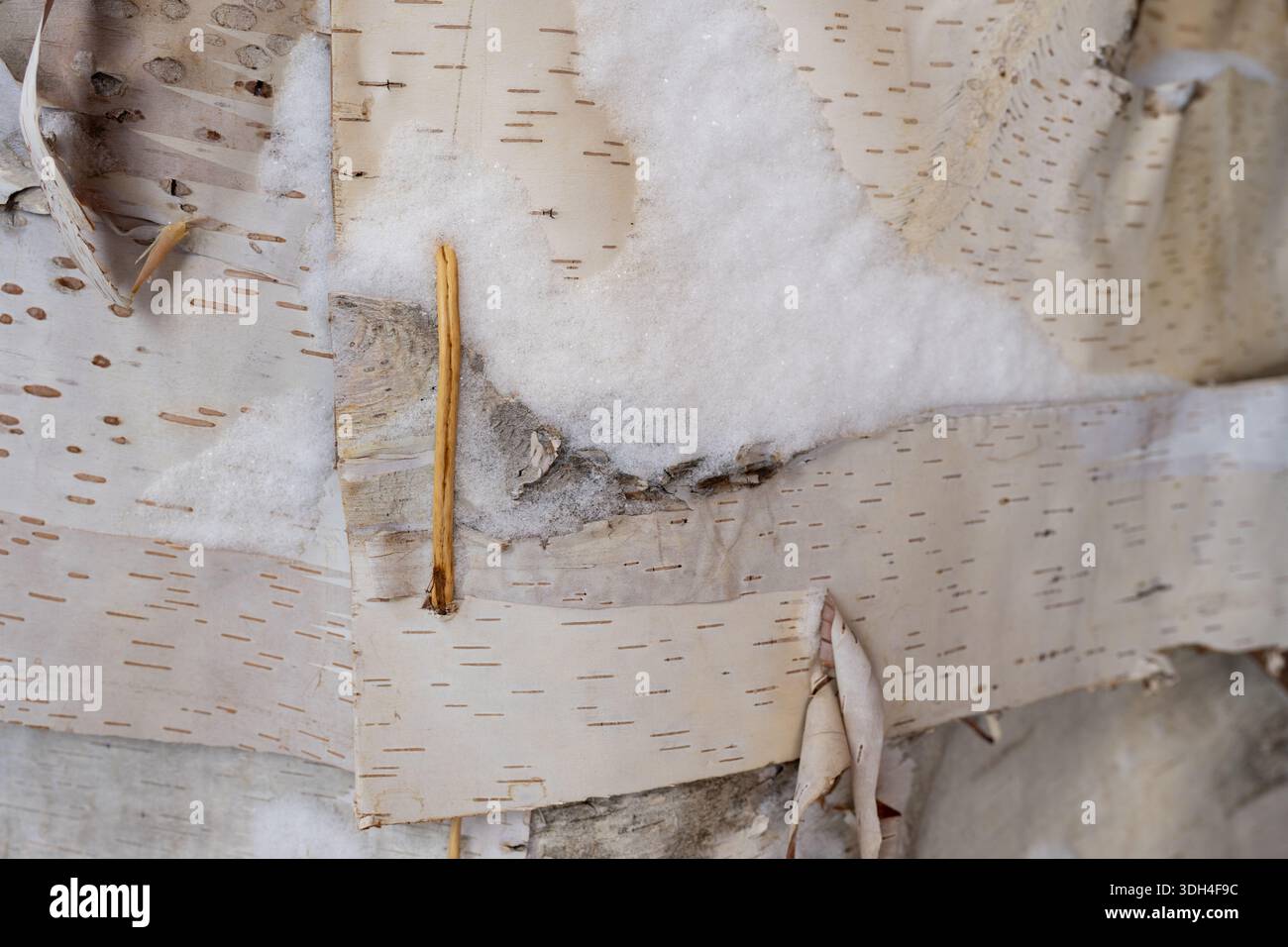 Canada, Quebec, Gaspe. Micmac Interpretation Site of Gespeg. Birch Bark wigwam, dettaglio. Foto Stock